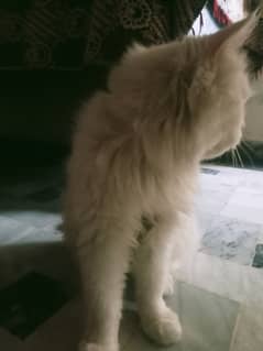 Triple kot cat