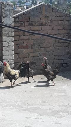 Mix breed set for sale  03457795157