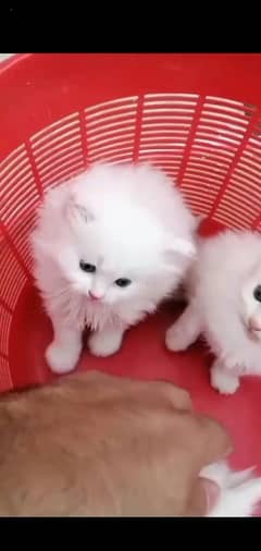 pairsian healthy and active kitten for sale