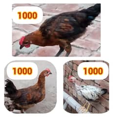 Desi hens