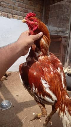 Aseel Murga