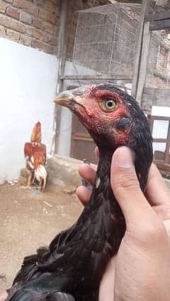 Aseel