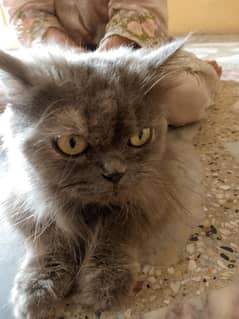5 face cat with 5 baby