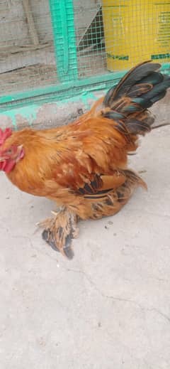 bantumn pair