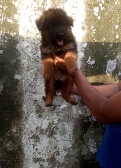 healthy and active female puppy for sale