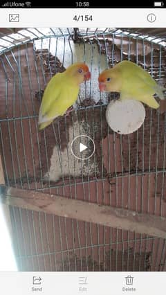 love bird and fakhta pair contact on whtspp no 03311079150