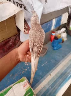 hand tamed cocktail