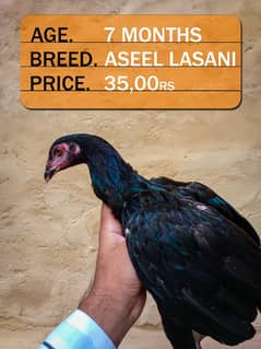 Aseel Waleti | Aseel Lasani | Murgha | Murghi |  Aseel Hens | Hens