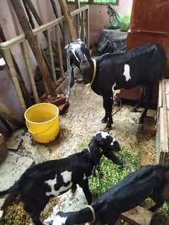 bakri +2 bachay male female