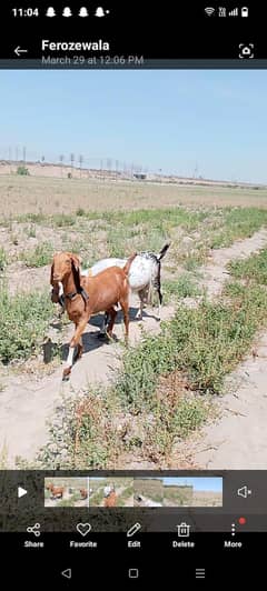 lag mat khinchi ni Golden makkhi chini