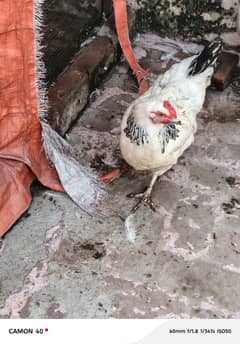 Sussex lite pair available