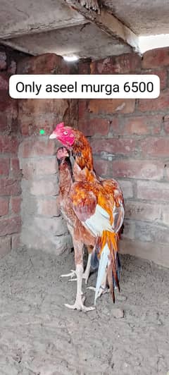 aseel