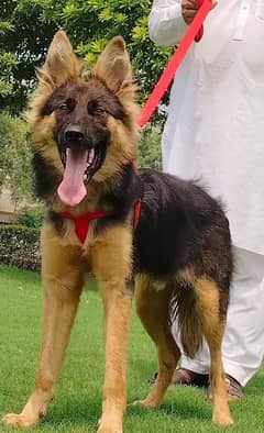 Belgium Shepherd male Age 5 months full security Dog for sale