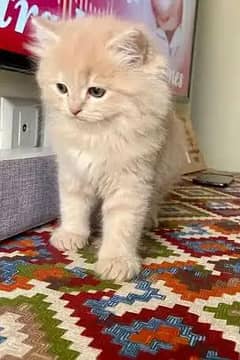 Persian