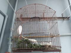 budgie