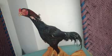 aseel aik male 2 female Sath aik bacha