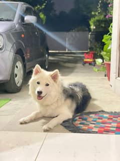 Husky Female
