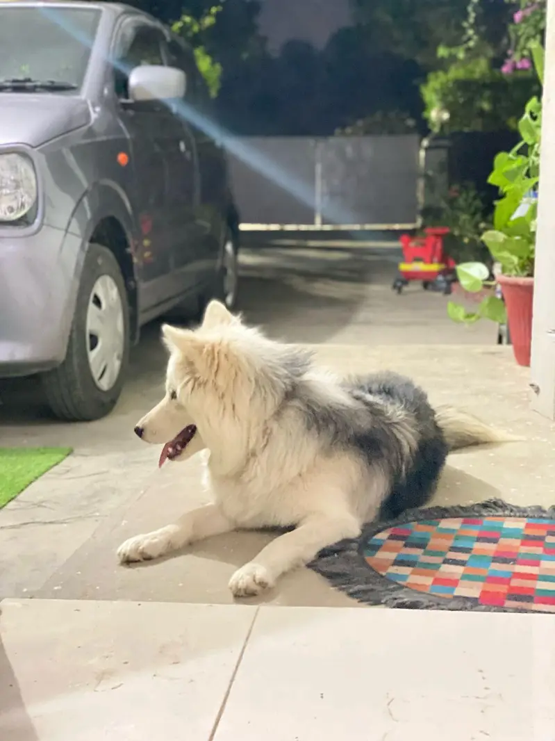 Husky Female — photo 2