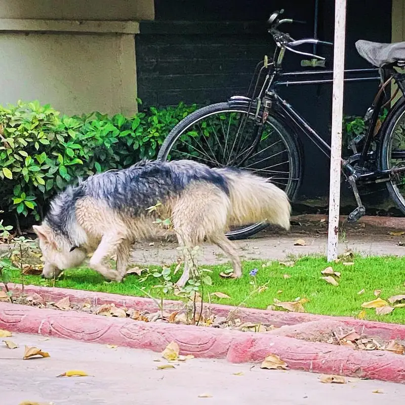 Husky Female — photo 3