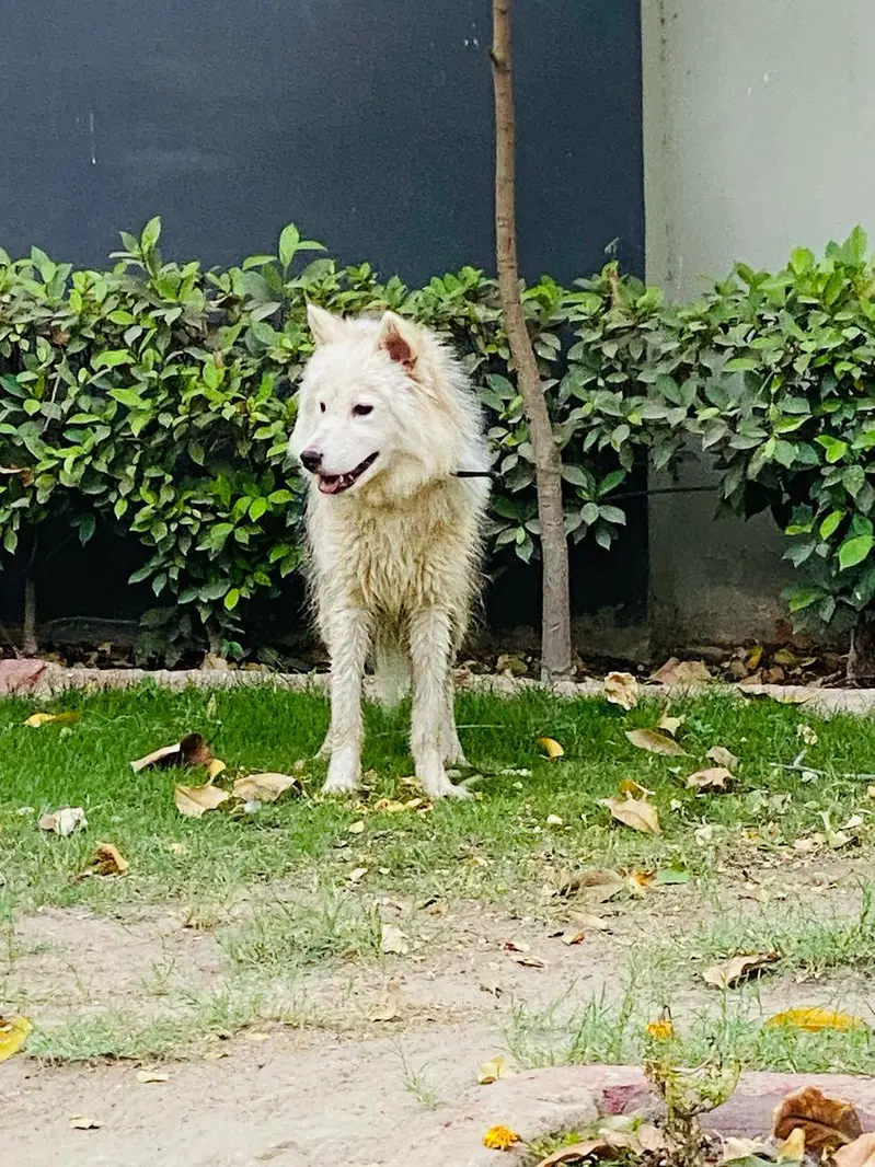 Husky Female — photo 4