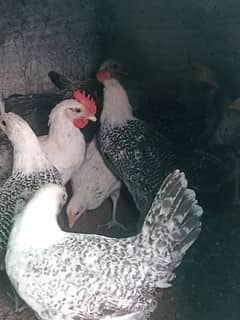 fayoumi