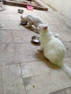 Friendly