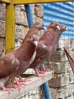 high quality Indian breeder pair  Jo bhii live dekhta ga Maza aie ga