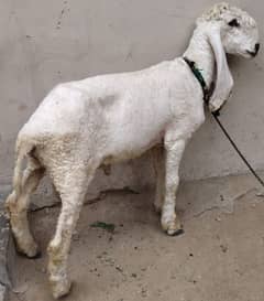 dumba – Larkana Nasal, Long eair and beutifull