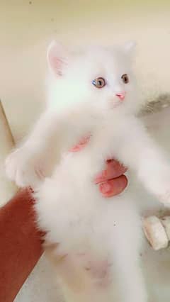 Persian male female kitten 