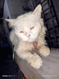 persian cat male for sell or exchange