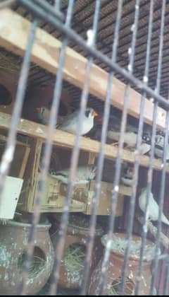 Zebra/Finches/Sparrows Ando bacho waly price Kam ho jaya gi read add