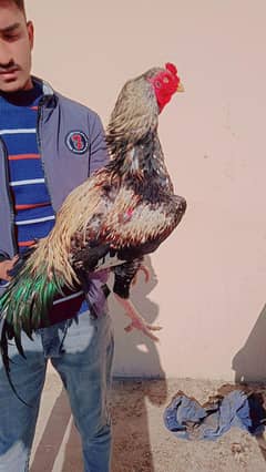 Aseel chuza