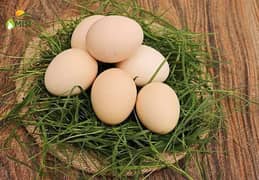 Fertile Desi Eggs