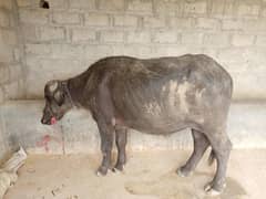 buffalo breeder