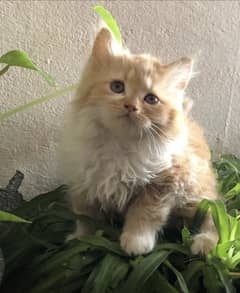 Persion cat
