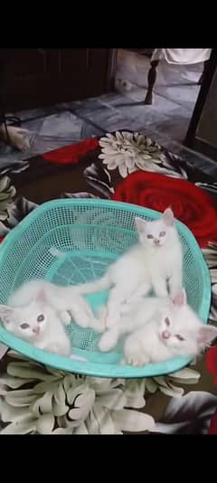 Persian
