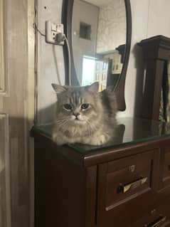 Persian Kittens
