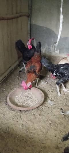 Golden Misri Males & Bantam available