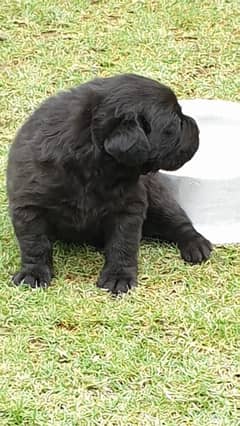 LABRADOR