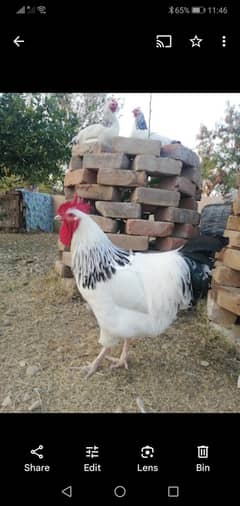 Light Sussex Hens for sale 03095504890