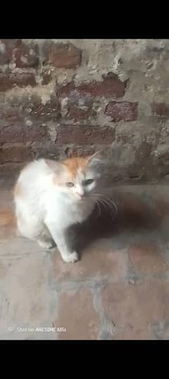 Cat sale