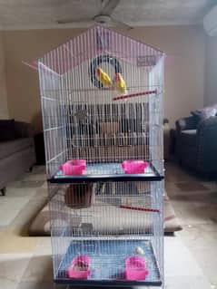 lutino pair, budgie pair  with cage