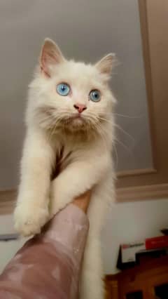 Triple Coated Persian Kitten