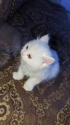 Pair of cats For sale