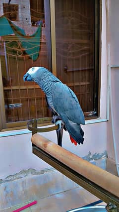 Grey Parrots