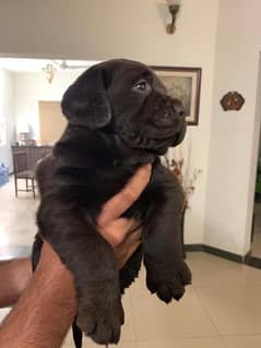 labrador pedigree microchip pup 03014615555