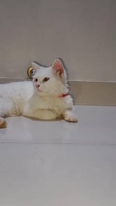 triple coated Persian male cat 5 months