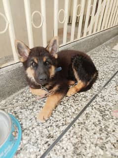 German
