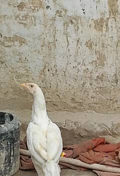 white assel female