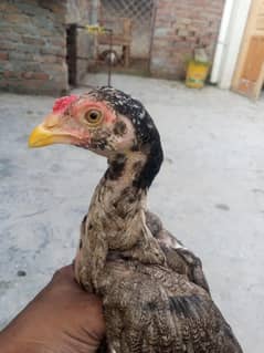 12345